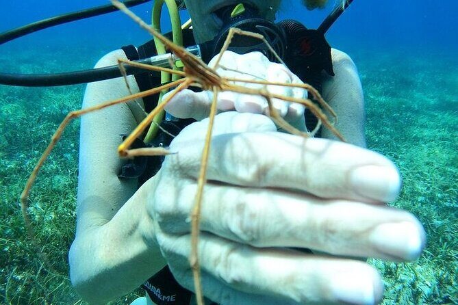 Chankanaab Park Plus Discovery Scuba Dive with Lunch - Key Points