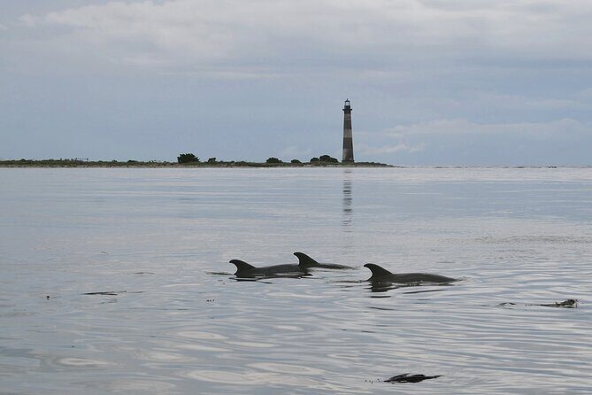 Charleston Eco Boat Cruise with stop at Morris Island Lighthouse - Wildlife and Nature Encounters
