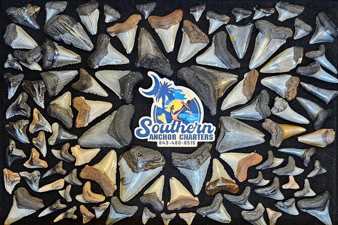 Charleston/Folly Beach Shark Tooth and fossil Island Drop off - Key Points