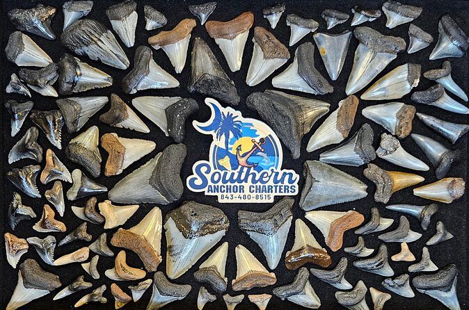 Charleston/Folly Beach Shark Tooth and fossil Island Drop off - Authentic Traveler Feedback