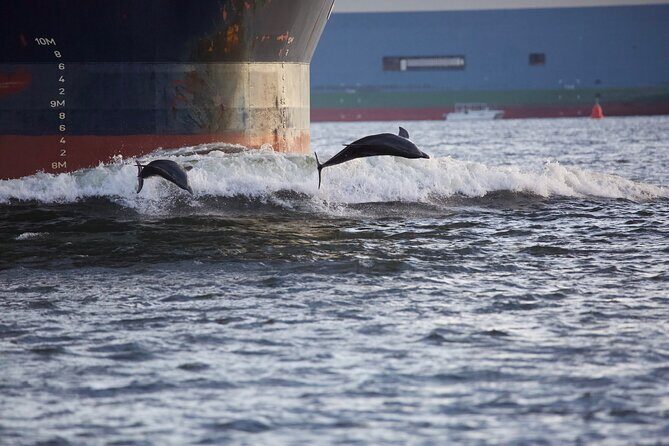 Charleston Harbor Sunset Cruise Scenic Views and Dolphin Spotting - FAQ