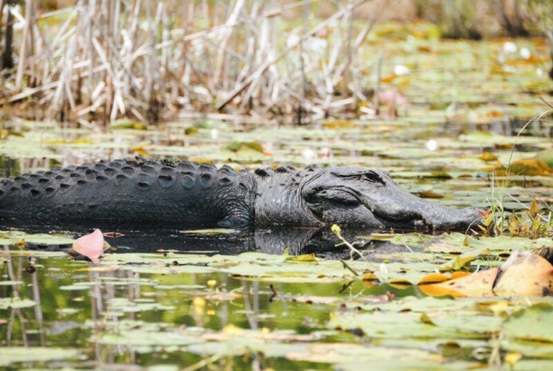 Charleston: Magnolia Plantation Entry & Tour with Transport - Frequently Asked Questions