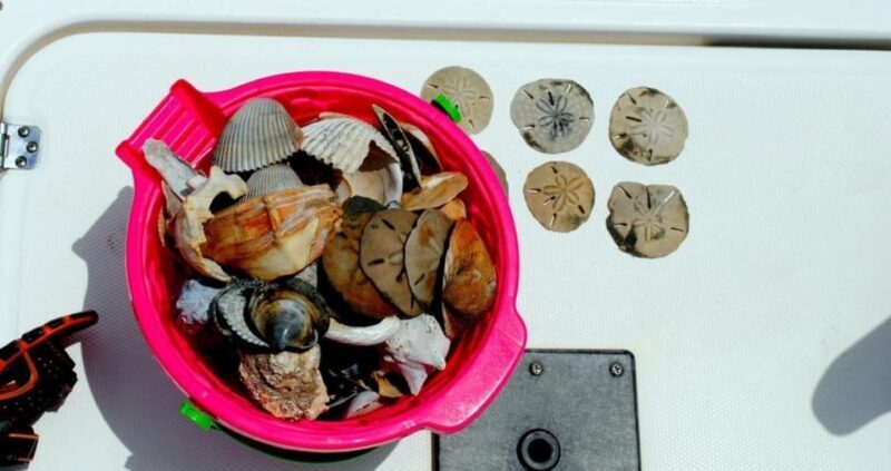 Charleston: Morris Island Lighthouse Eco-Boat Tour - Practical Details and Value