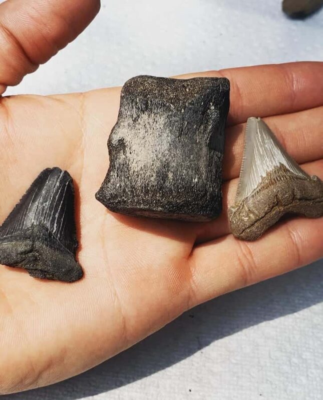 Charleston: Private Shark-tooth hunt and Lighthouse Viewing - Key Points