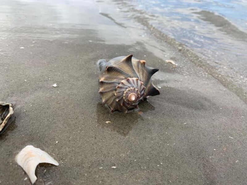 Charleston: Private Shark-tooth hunt and Lighthouse Viewing - FAQ