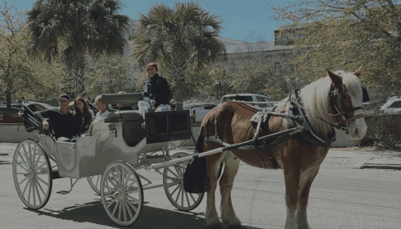 Charleston, SC: Private Evening Horse & Carriage Tour - Who Will Love This Tour?