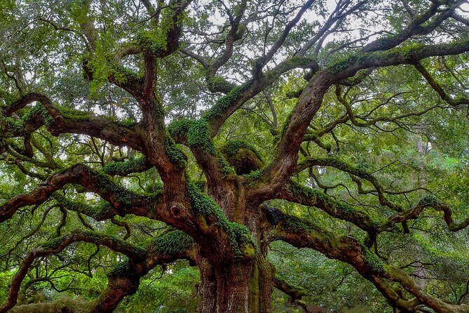 Charleston Style VIP Tour - Why This Tour Is a Good Investment