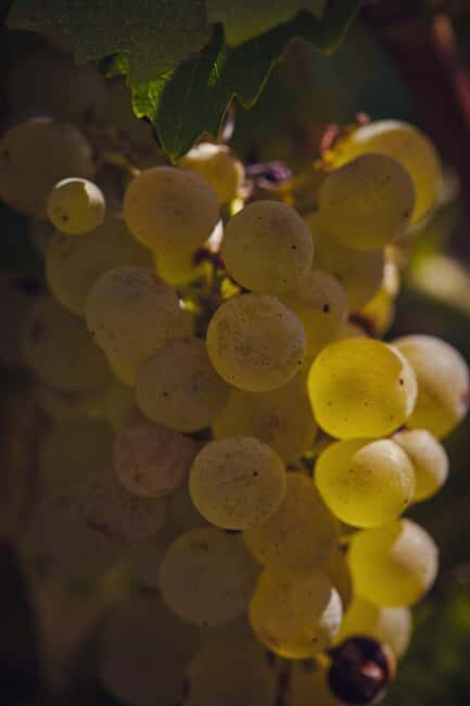 Château Arton Guided Tour and Armagnac Tasting - In-Depth Experience Breakdown