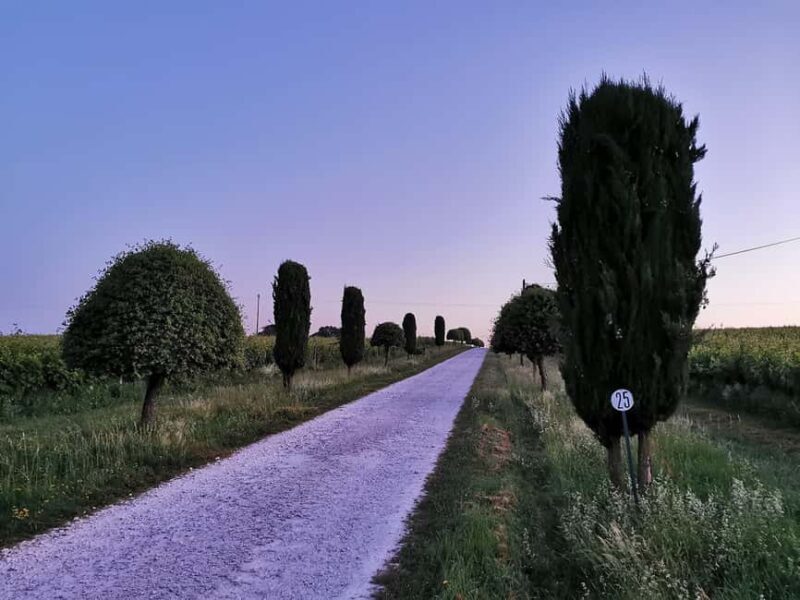 Château Arton : The Secrets of Haut-Armagnac Experience - Key Points