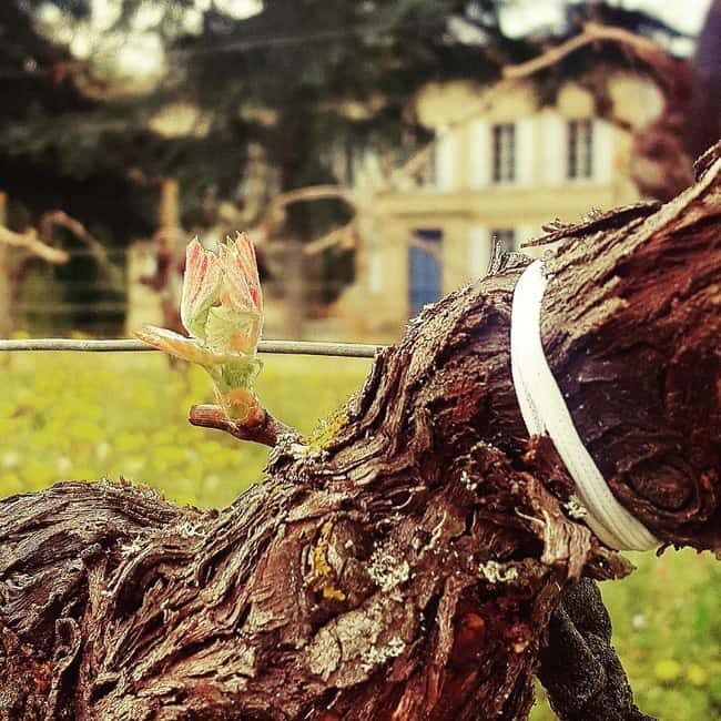 Château Cantelaube: tour and tasting at an unusual wine estate - Who Should Consider This Tour?