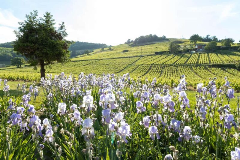 Château des Ravatys wine tasting and tour - Who should book this tour?