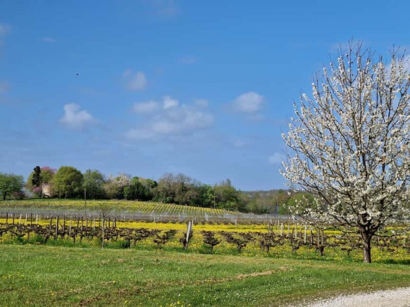 Château l'Insoumise: tour of the cellars and vineyard with tasting - Final Thoughts