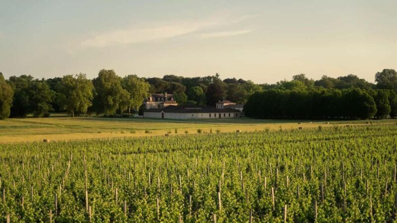 Château Olivier: One Hour Vineyard Tour with Wine Tasting - Is This Tour Right for You?