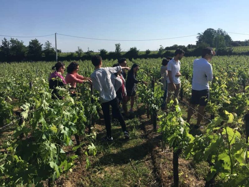 Château St-Emilion Grand Cru visit and Grand Cru and Pomerol tasting - Key Points