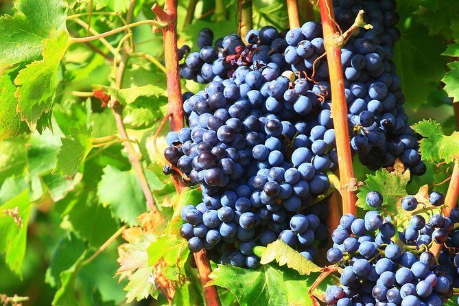 Châteauneuf du Pape Wine Day Tasting Tour including Lunch from Avignon - Final Thoughts