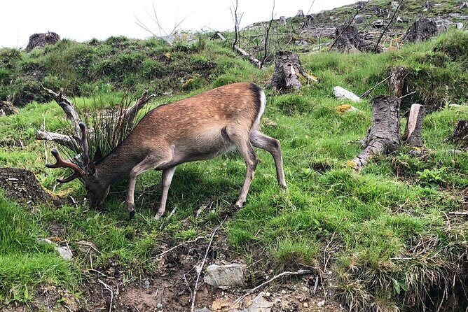 Chauffeur Driven Tour of Beautiful County Wicklow - What Travelers Say