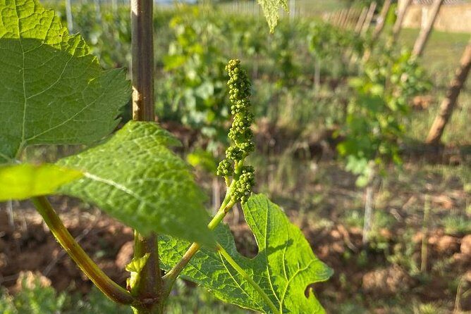 Cheese and Wine Accord Tour at Château de Champ-Renard - Overview of the Cheese and Wine Accord Tour at Château de Champ-Renard