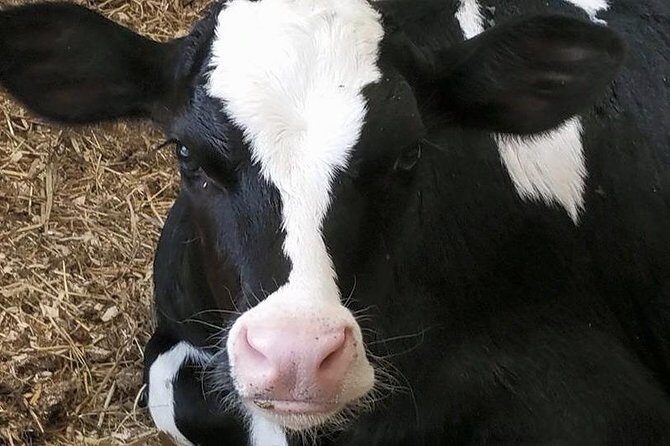 Cheese, Canals & Windmill Countryside E-Bike Tour Amsterdam - FAQ