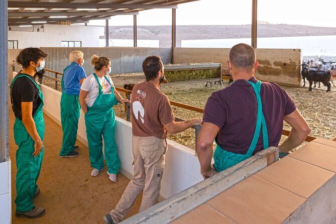 Cheese Making Workshop in Fuerteventura with Breakfast - An In-Depth Look at the Cheese-Making Experience