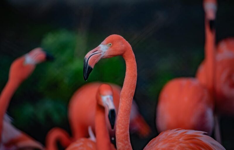 Chester: Chester Zoo Entry Ticket - Frequently Asked Questions