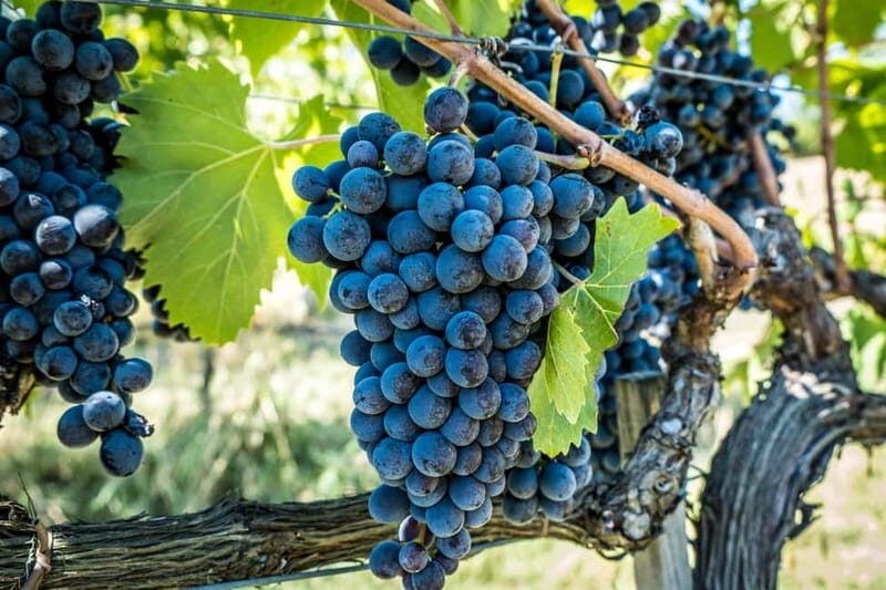 Chianciano Terme: Guided Winery Tour & Wine Tasting - Final Thoughts