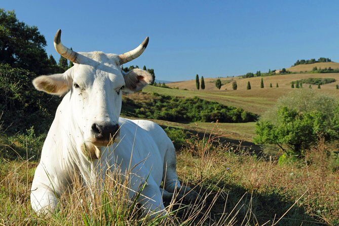 Chianina cattle Tour - Key Points