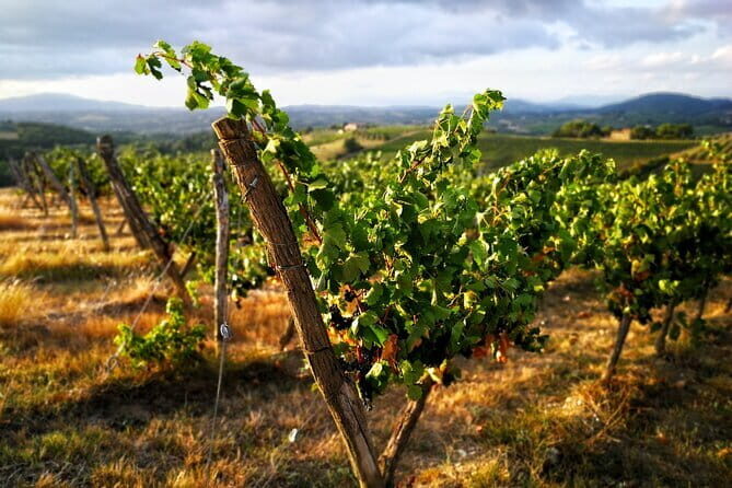 Chianti Classico E-bike Tour - What the Tour Entails: A Deep Dive