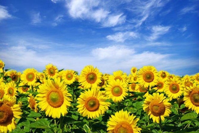 Chianti Experience Shore Excursion from Livorno Port - Final Thoughts: Is It Worth It?