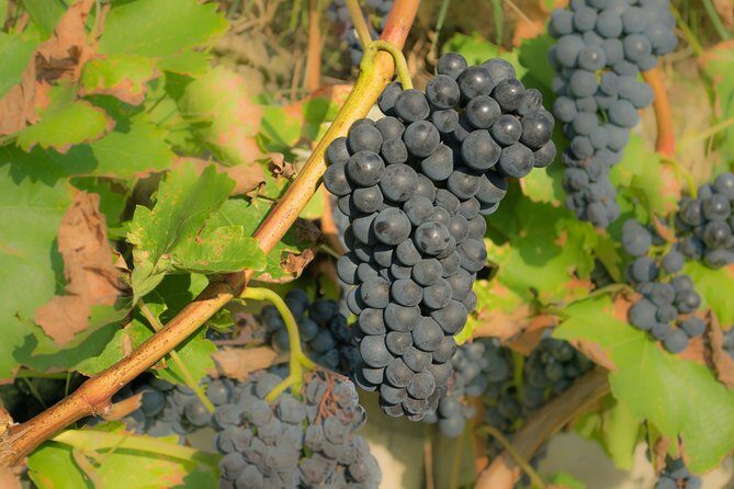 Chianti Experience Shore Excursion from Livorno Port - FAQ