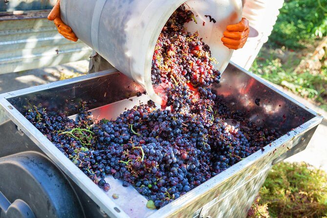 Chianti Half-day Wine Tour in the Tuscan's Hills from Pisa - Overall Impression