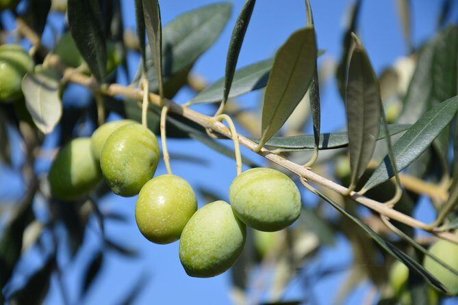 Chianti, SuperTuscan & San Gimignano - 2 wineries and light lunch - FAQ