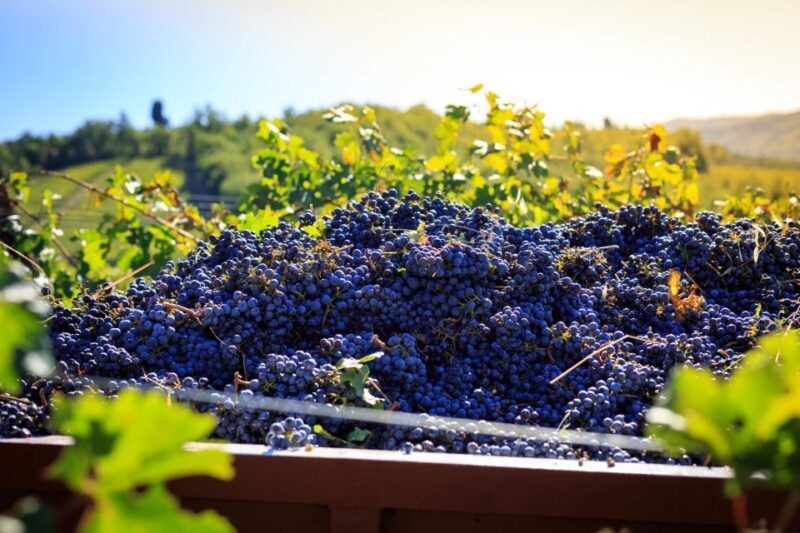 Chianti: Wine and Olive Oil Tasting with Cellar Tour - Key Points