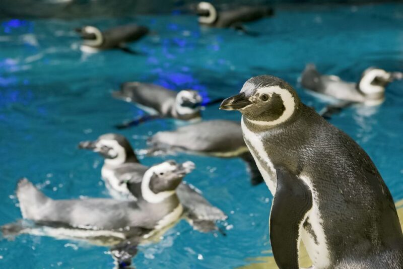 Chicago CityPASS®: Save up to 49% at 5 Top Attractions - Practical Tips