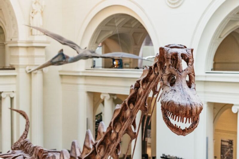 Chicago: Field Museum of Natural History Ticket or VIP Tour - A Closer Look at What the Field Museum Offers