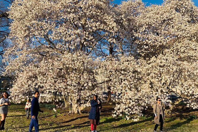 Chicago to Washington D.C. Cherry Blossom 3-Day Tour - Cost Analysis: Is It Worth $476?