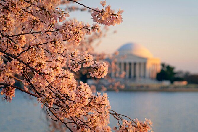 Chicago to Washington D.C. Cherry Blossom 3-Day Tour - Who Will Love This Tour?