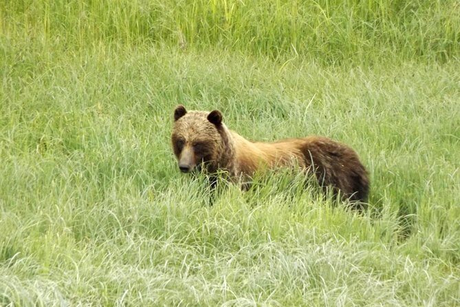 Chichagof Island Tour: Brown Bear Search - FAQ