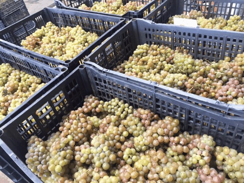 Chihuahua: Insignia Winery Wine Tasting Experience - Final Thoughts: Is It Worth It?