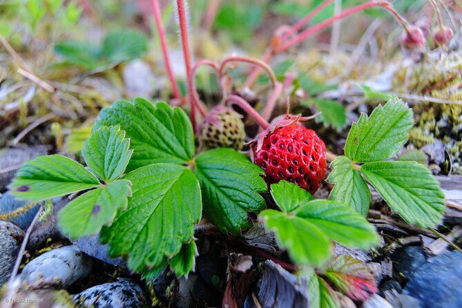 Chilkoot Lake Kayaking - Departing From Skagway - Key Points