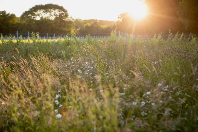 Chilterns: All inclusive Vineyard Tour with Tastings & Lunch - FAQ