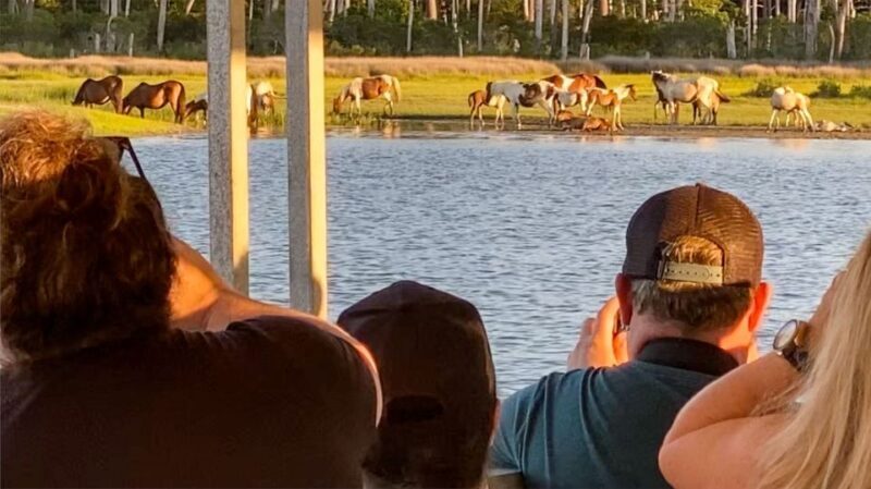 Chincoteague: Assateague Island Sunset Boat Cruise - The Experience Itself: Wildlife, Views, and Atmosphere