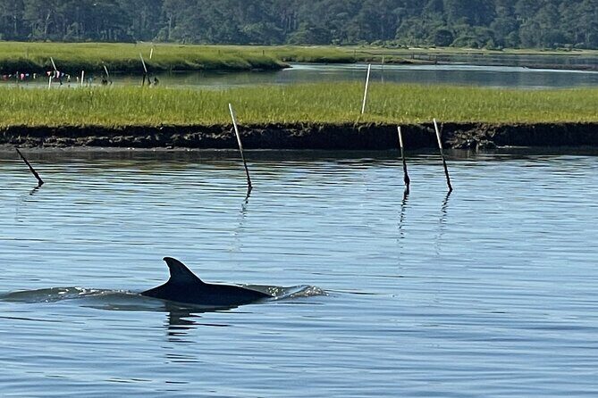 Chincoteague Dolphin Watching Boat Tour - What to Expect from the Chincoteague Dolphin Watching Boat Tour