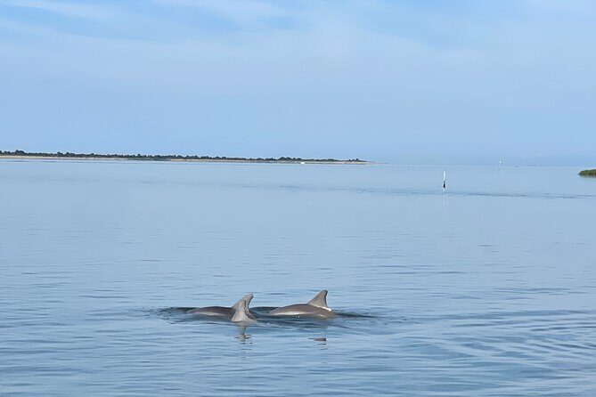 Chincoteague Dolphin Watching Boat Tour - Final Thoughts