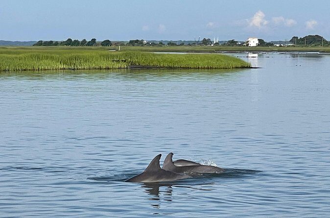 Chincoteague Dolphin Watching Boat Tour - FAQ