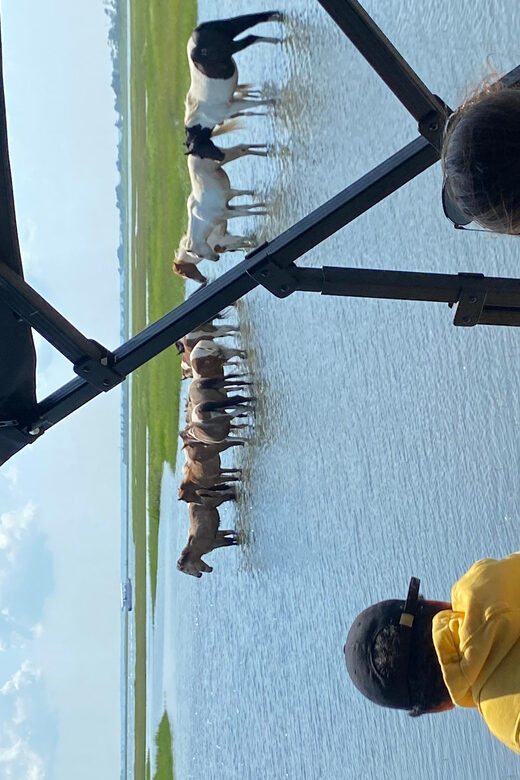 Chincoteague: Premier Pony & Wildlife Small Group Boat Tour - An In-Depth Look at the Chincoteague Small Group Boat Experience