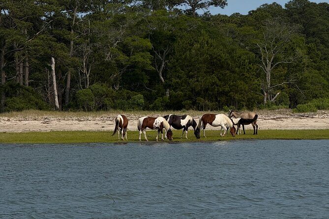 Chincoteague Wildlife Sunset Boat Tour - Key Points