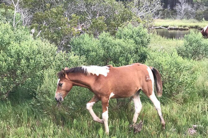 Chincoteague's Up The Bay Pony and Wildlife Tour by Boat - Who Will Love This Tour?