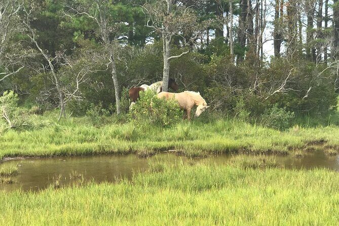 Chincoteague's Up The Bay Pony and Wildlife Tour by Boat - Final Thoughts