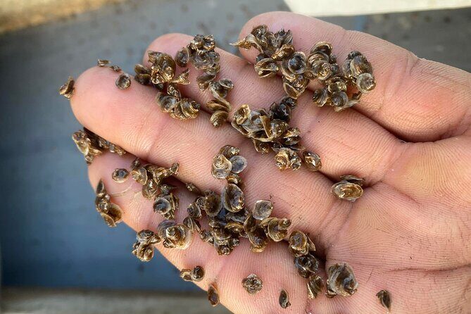 Chioggia : Aquaculture Secrets Tours of the Lagoon - Review Highlights and Authentic Perspectives