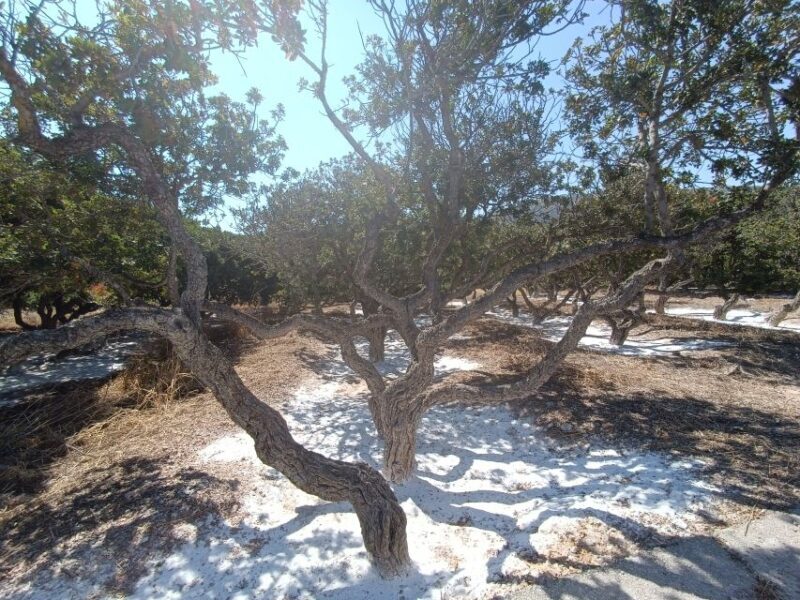 Chios: Half-Day Sightseeing Tour - Who Would Love This Tour?